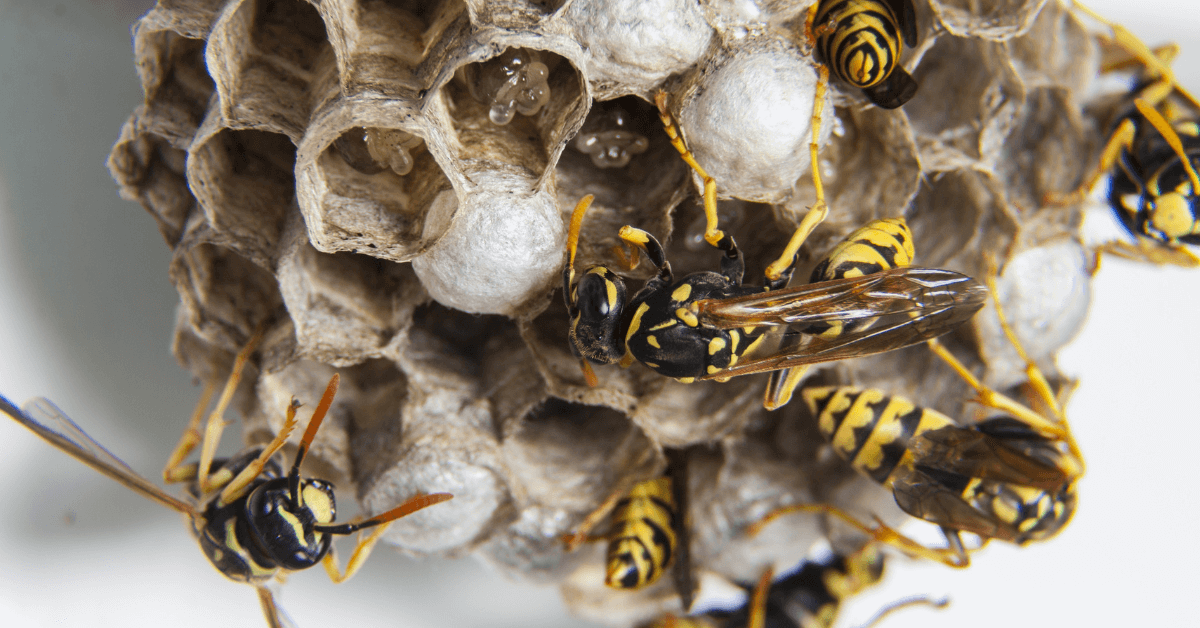 Featured Image for How To Properly Remove Wasps From Your Property